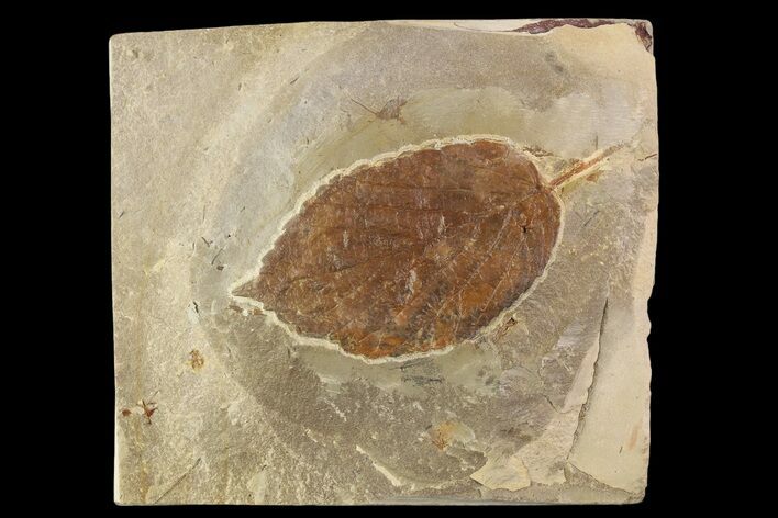 Fossil Leaf (Beringiaphyllum) - Montana #93671